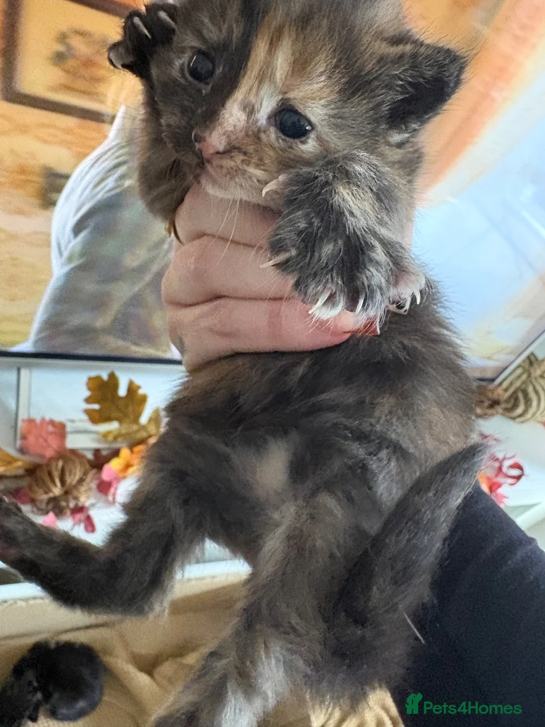 Mixed Breed cats for sale: 3 female kittens for sale  - Advert 2