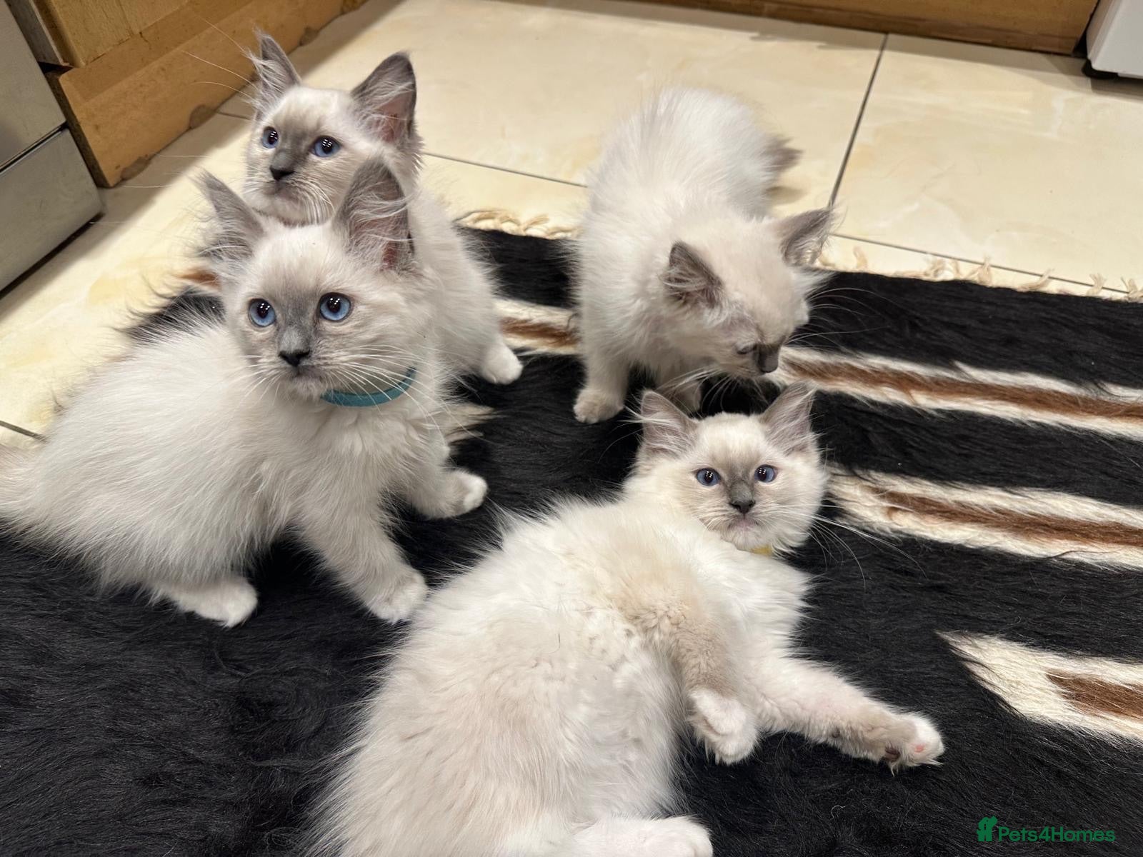 Ragdoll cats Ragdoll kittens  - Advert 2