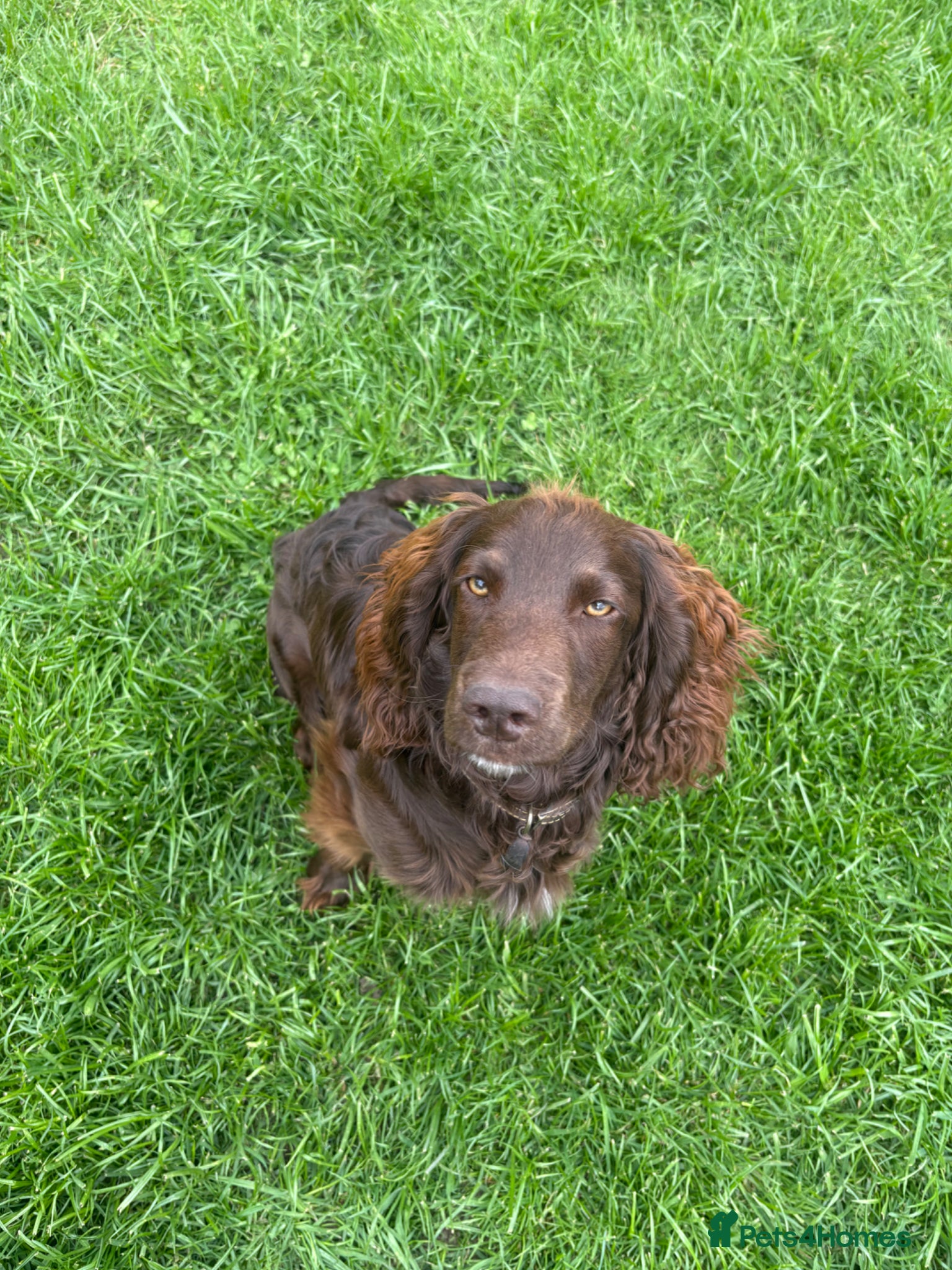 Cockapoo dogs 8 month male Cockapoo  - Advert 1