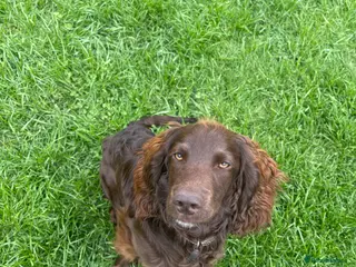 Cockapoo dogs 8 month male Cockapoo - Advert 2