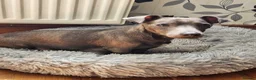 Jack Russell dogs for sale: Blue and sandy Jack Russell puppies - Advert 27