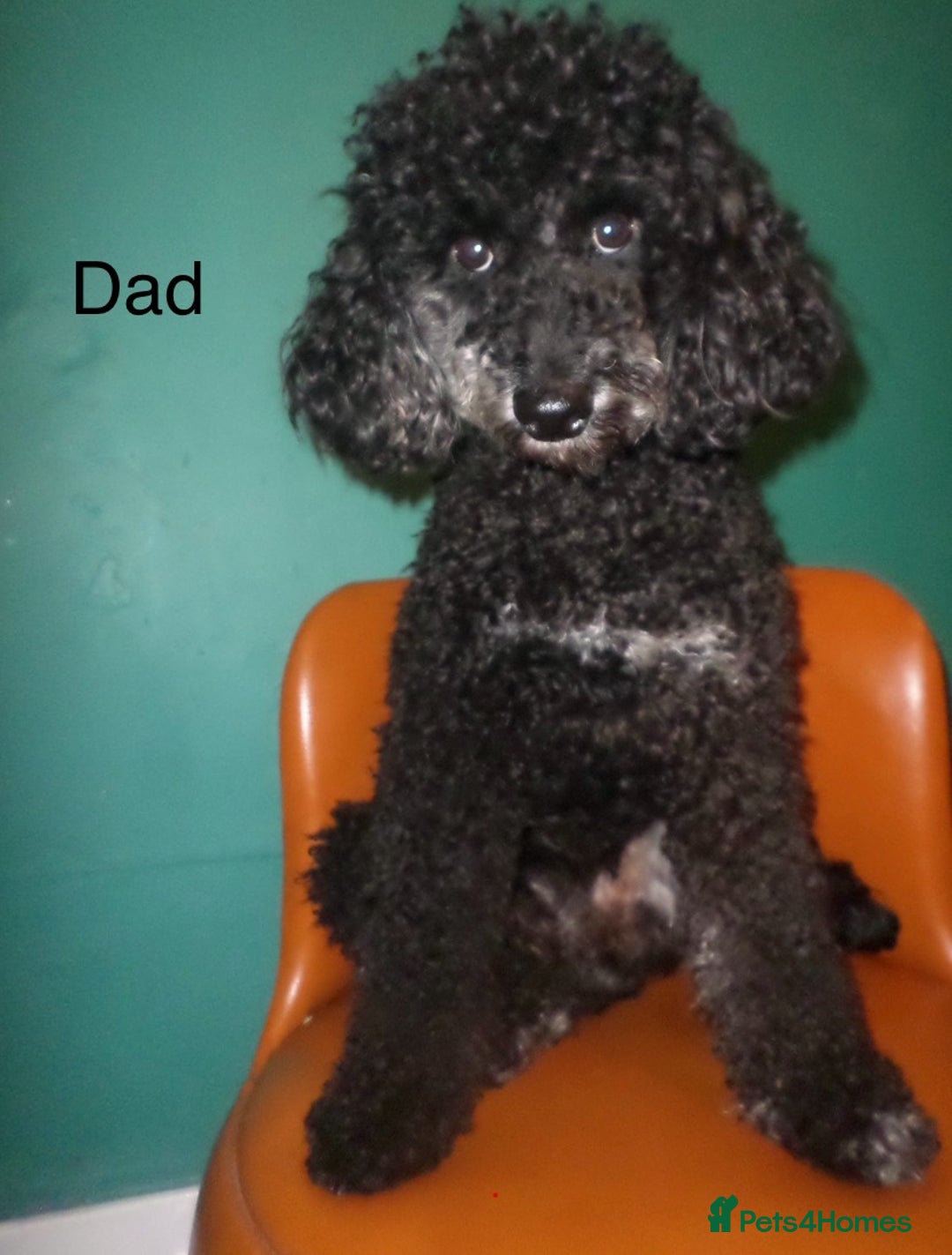 Mixed Breed dogs for sale: Staffypoos for sale - Advert 7