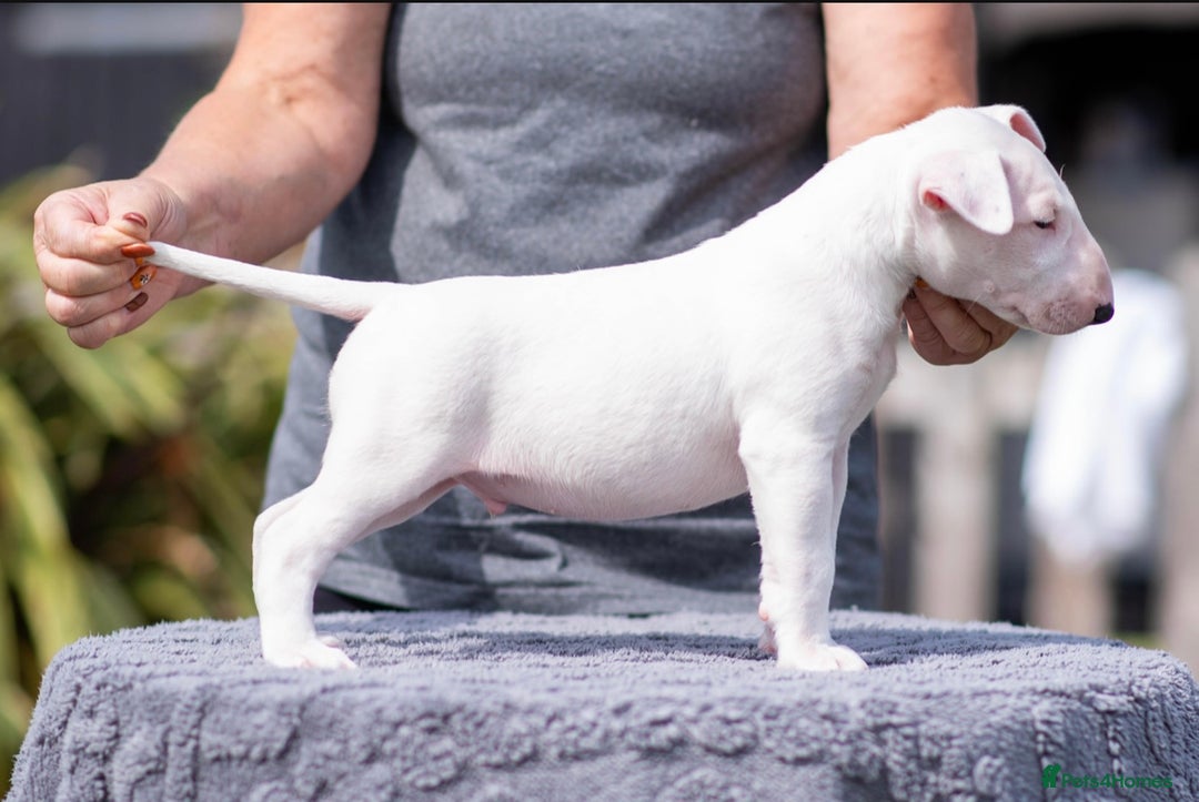 Bull Terrier dogs for sale: Bull Terrier Puppies - Image 5