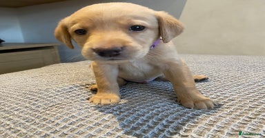 Labrador Retriever dogs - Advert 2