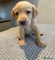 Labrador Retriever dogs - Advert 11