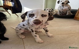 Dalmatian dogs for sale: Gorgeous Liver spot Dalmatian puppy  - Image 3