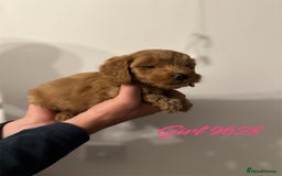 Cockapoo dogs for sale: DEEP RED COCKAPOOS READY NOW - Image 20