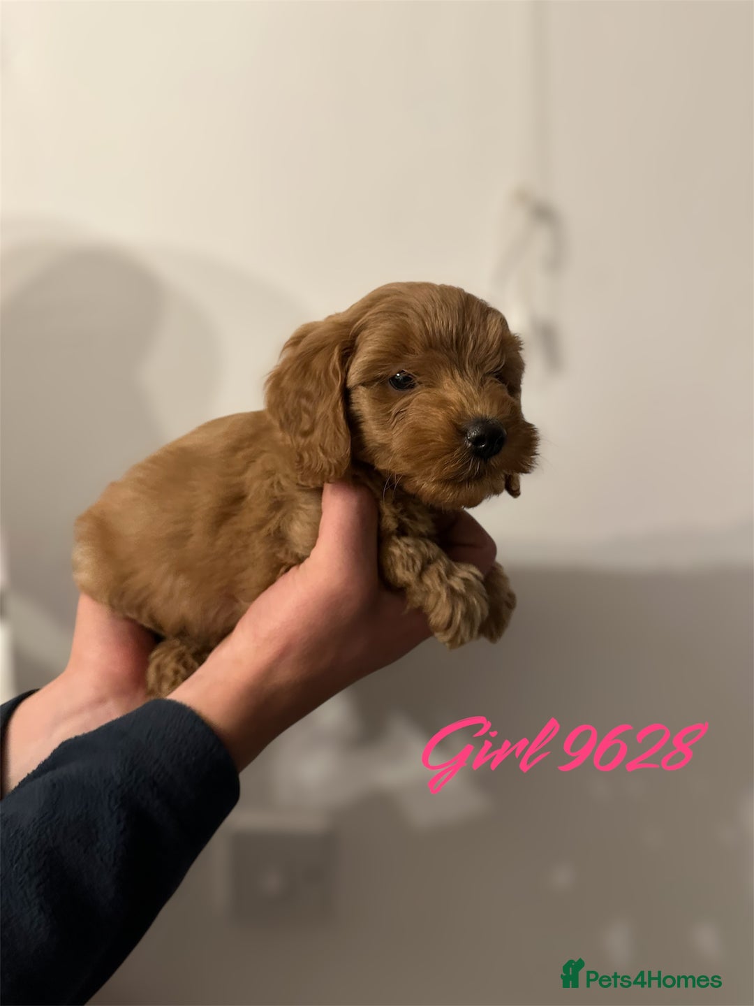 Cockapoo dogs for sale: DEEP RED COCKAPOOS READY NOW - Image 20