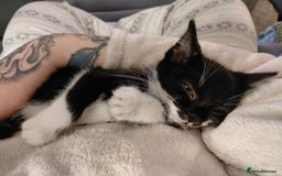 Mixed Breed cats for sale: Female kitten - Image 3