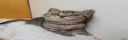 Scottish Fold cats for sale: Golden Tabby Kittens  - Advert 7