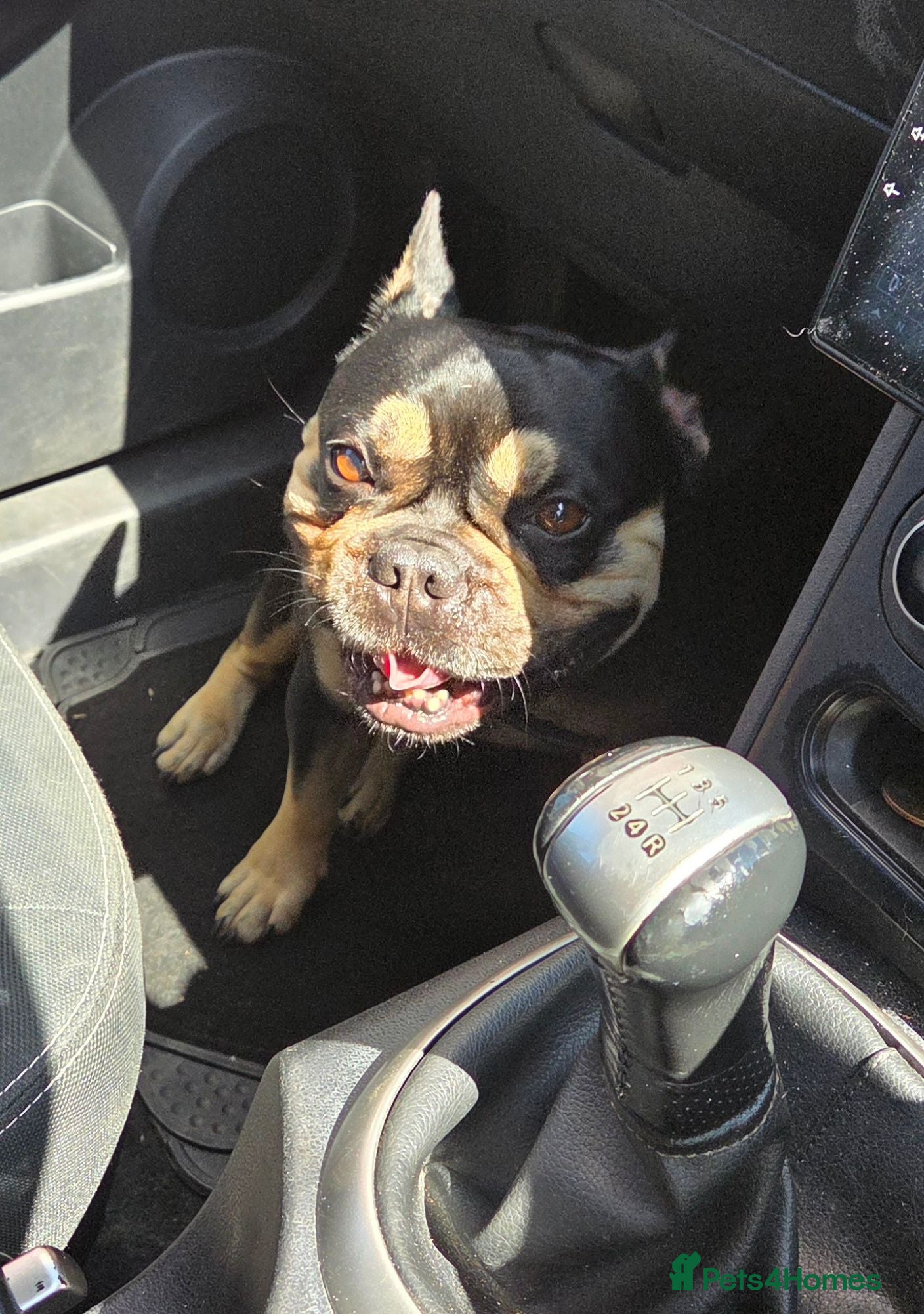 French Bulldog dogs Full frenchie Valentino  - Advert 5