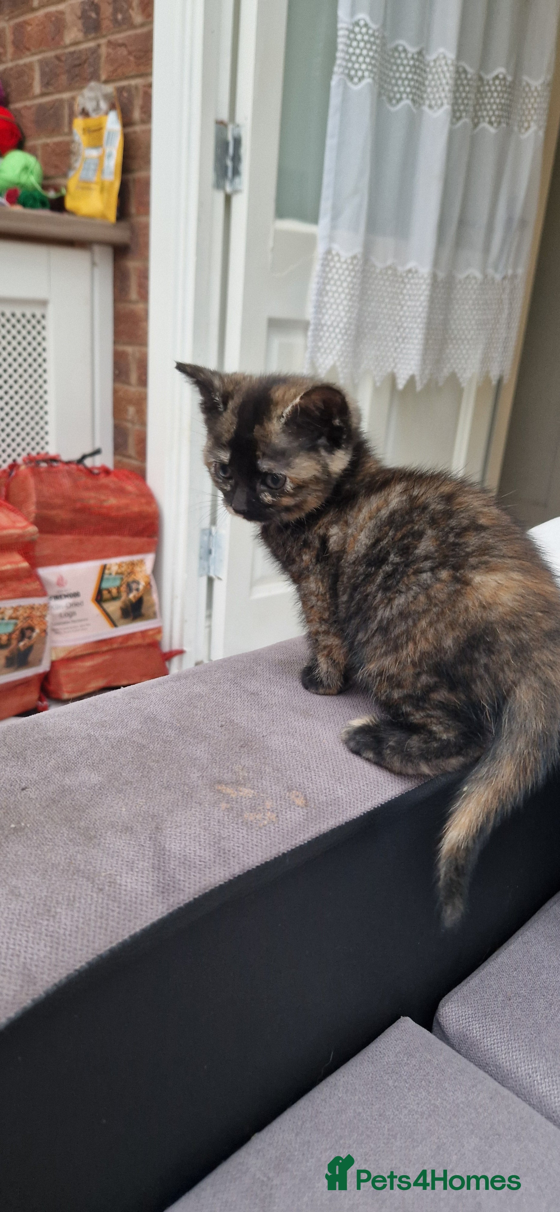 Mixed Breed cats 5 little kittens(2 calico girls +3 ginger males)  - Advert 15