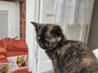 Mixed Breed cats 5 little kittens(2 calico girls +3 ginger males) - Advert 8