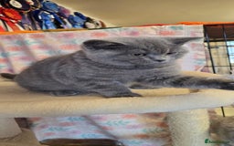 British Shorthair cats for sale: Beautiful full pedigree British  - Image 11
