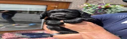 Cocker Spaniel dogs for sale: Cocker spaniel puppies - Advert 8