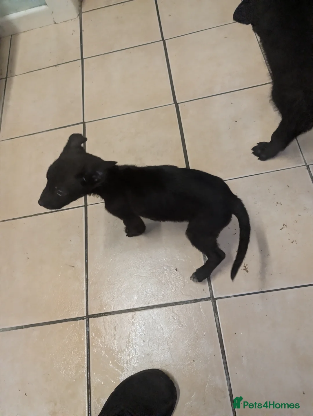 Mixed Breed dogs for sale: Cane corso x German shepherd pups  - Advert 24