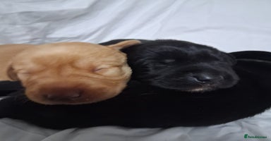 Labrador Retriever dogs - Advert 12
