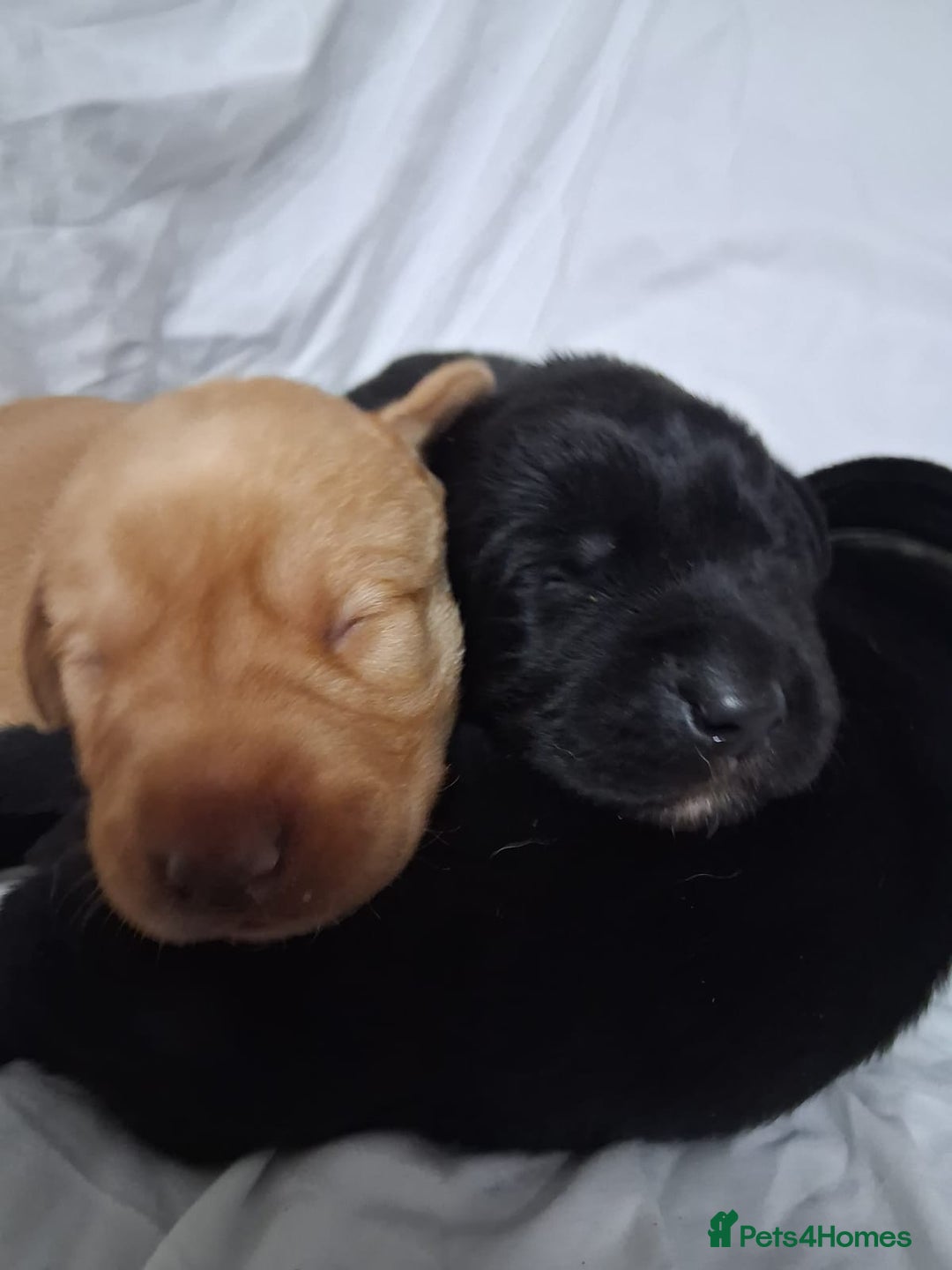 Labrador Retriever dogs for sale: Chunky labrador puppies  - Image 7