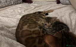 Bengal cats for sale: BEAUTIFUL BABY GIRL BENGAL TICA REG ready soon - Image 5