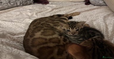 Bengal cats - Advert 8
