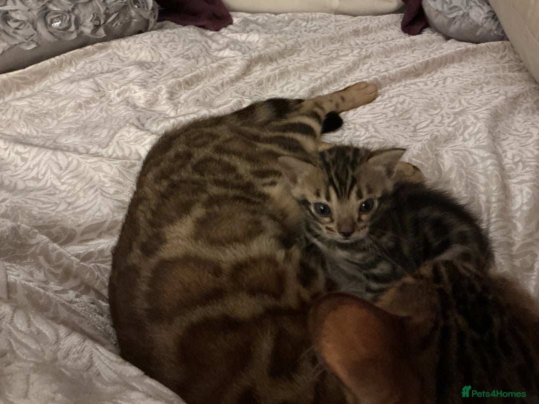 Bengal cats for sale: BEAUTIFUL BABY GIRL BENGAL TICA REG ready soon - Image 5