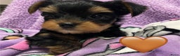 Yorkshire Terrier dogs for sale: Mini Yorkshire Terrier puppies - Advert 2