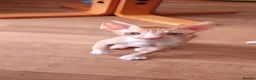 Cornish Rex cats for sale: Cornish Rex Kittens Available for Reservation  - Advert 24
