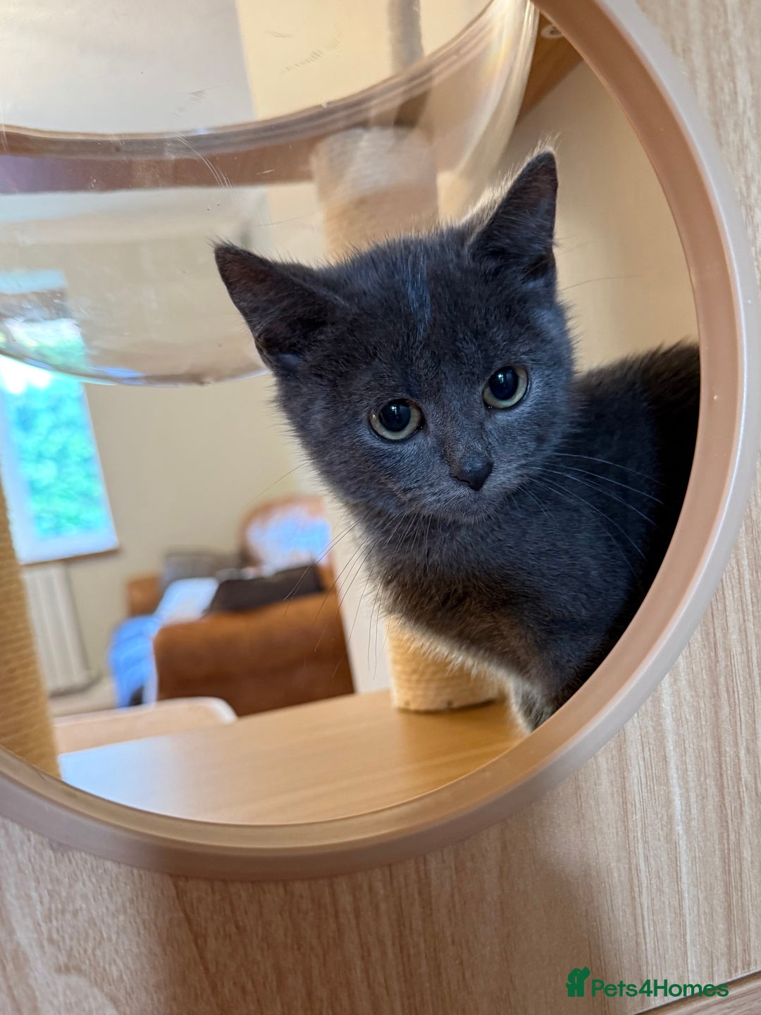 Russian Blue cats for sale: Russian Blue Boy Kitten - Image 2