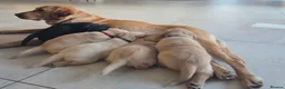 Labrador Retriever dogs for sale: 4 beautiful Labrador boys for family/work buddy in Aberaeron - Advert 1