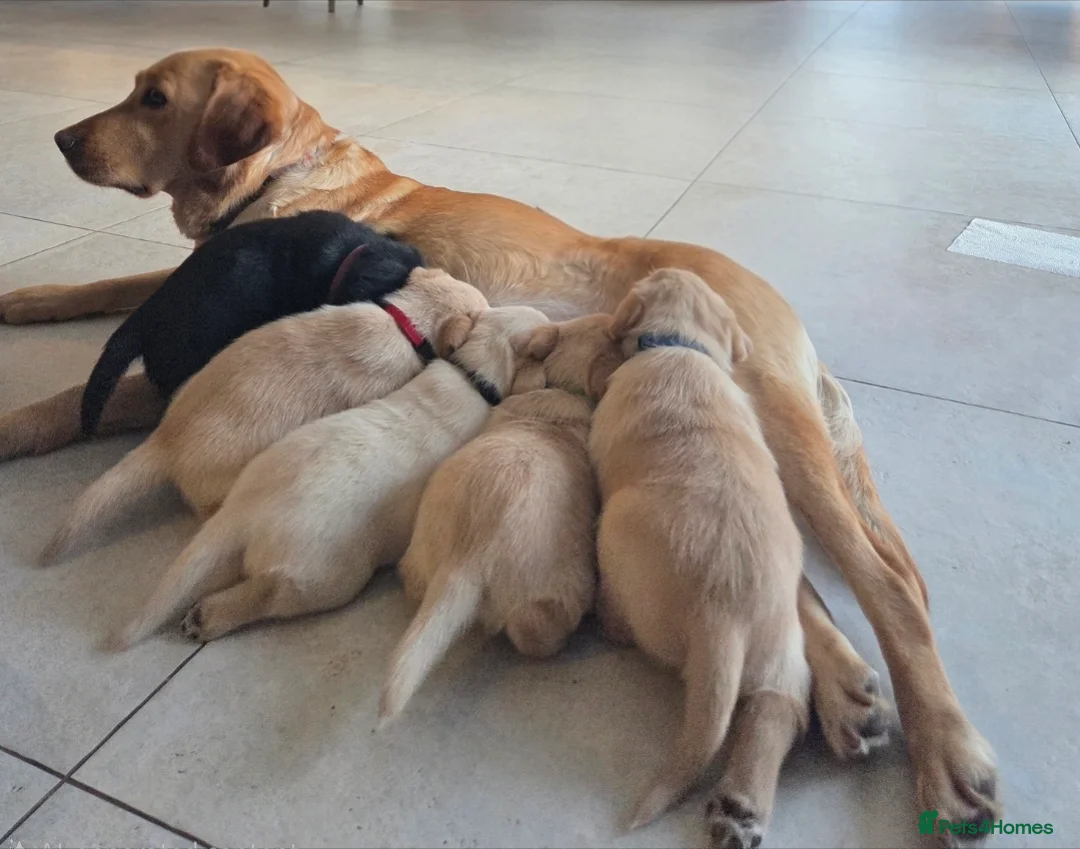 Labrador Retriever dogs for sale: 4 beautiful Labrador boys for family/work buddy in Aberaeron - Advert 1