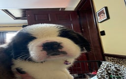 Saint Bernard dogs for sale: Health tested home raised puppies  in Thetford - Image 27