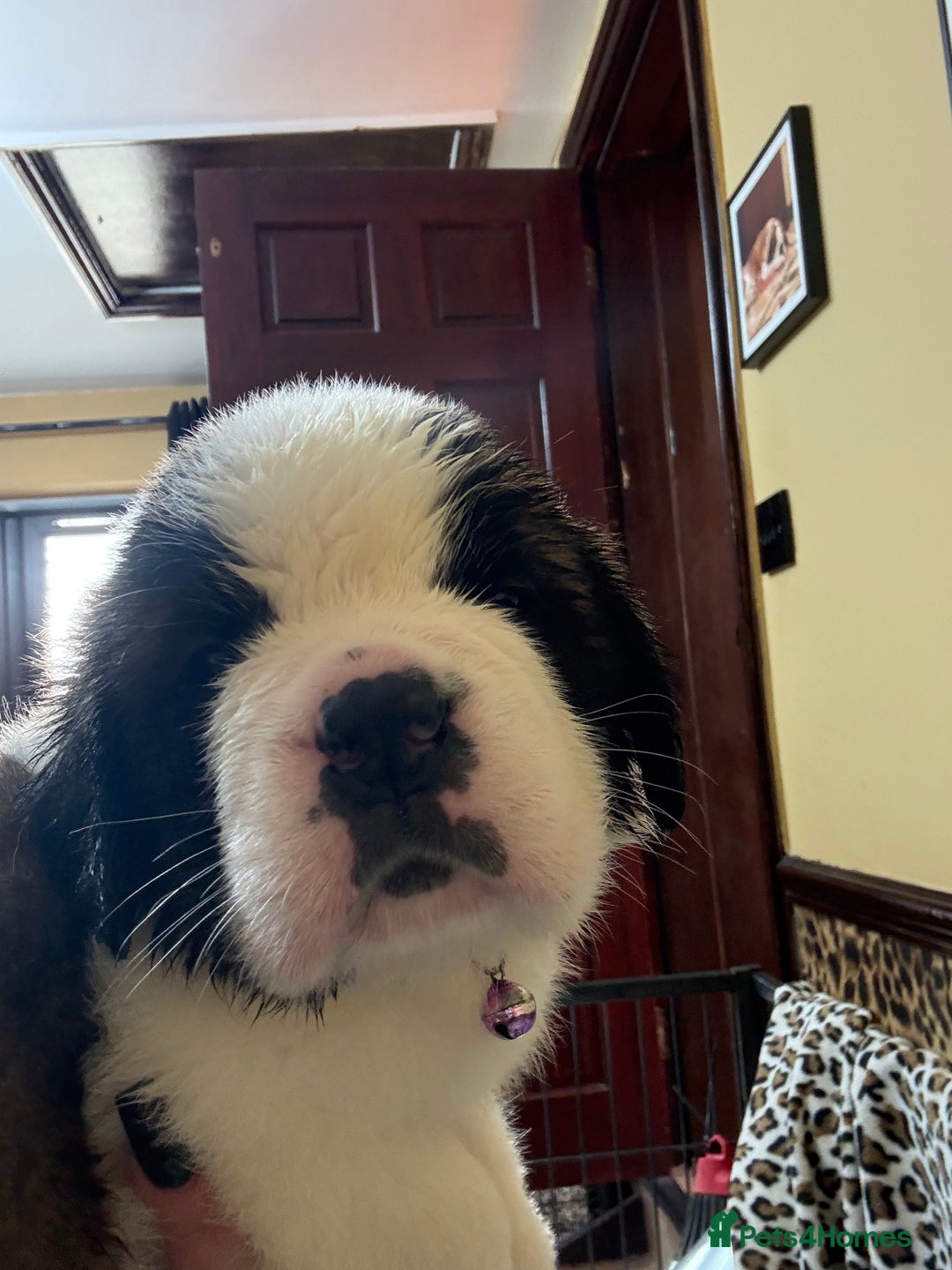 Saint Bernard dogs for sale: Health tested home raised puppies  in Thetford - Image 27