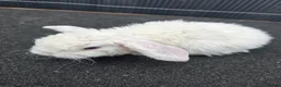Mini Lop rabbits for sale: Mini plush lops - Advert 2