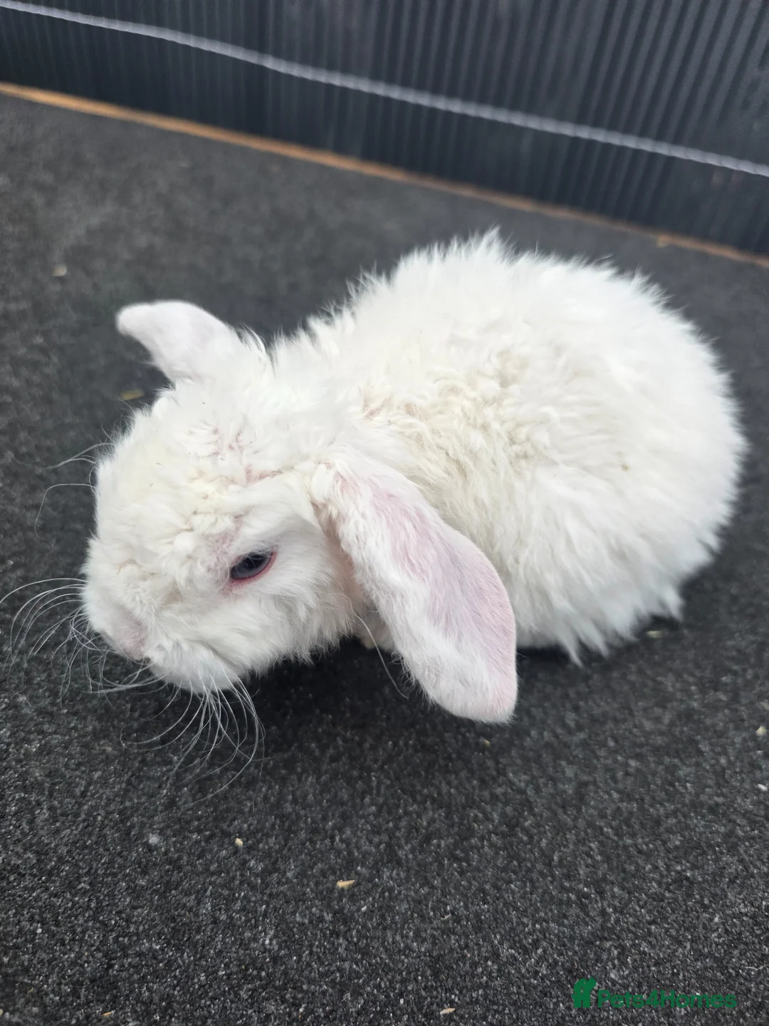 Mini Lop rabbits for sale: Mini plush lops - Advert 2