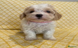 Maltipoo dogs for sale: Beautiful, health tested maltipoos  - Image 16