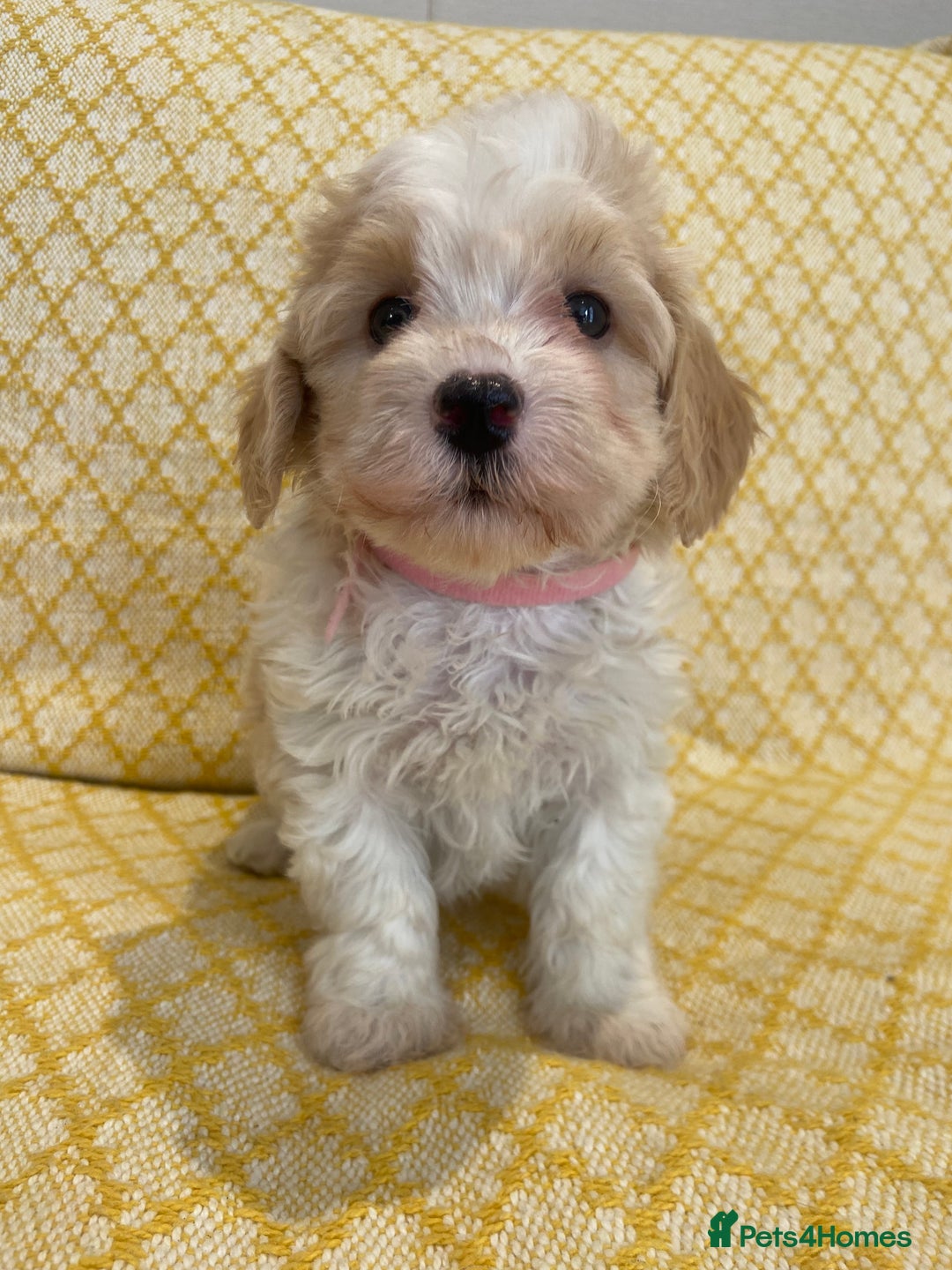 Maltipoo dogs for sale: Beautiful, health tested maltipoos  - Image 16