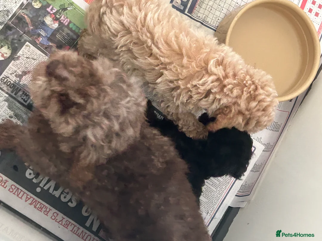 Toy Poodle dogs for sale: Two stunning toy poodle puppies  - Advert 3