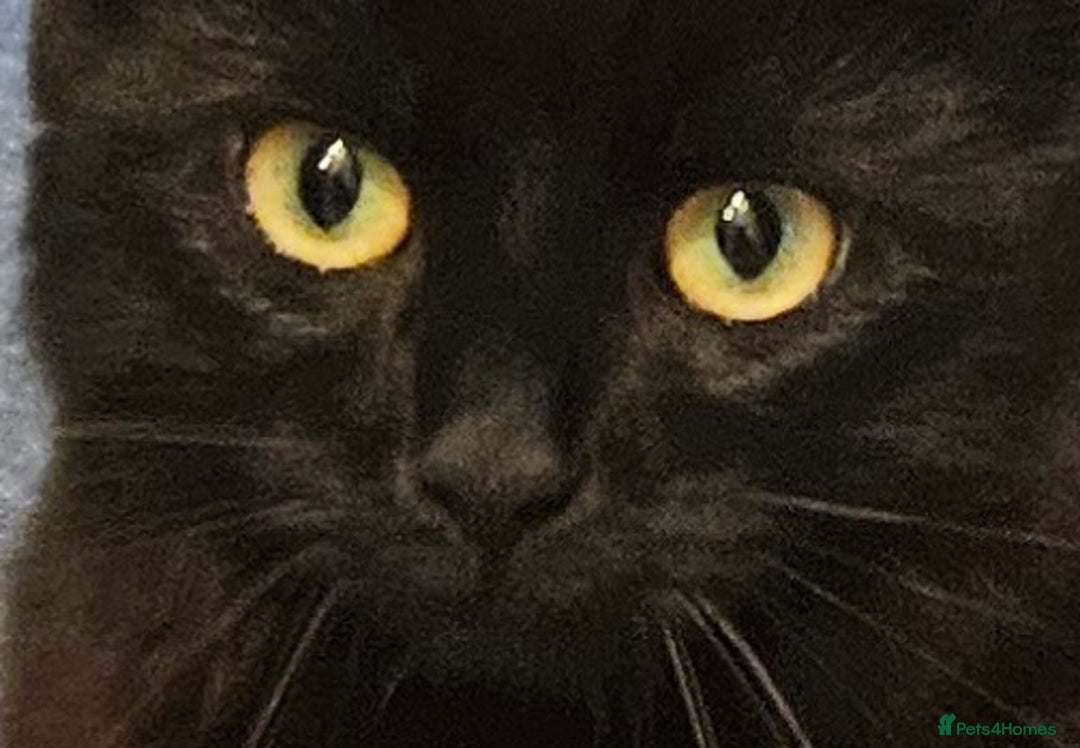 Mixed Breed cats for sale: Mena - Female, black, medium long hair. - Image 1