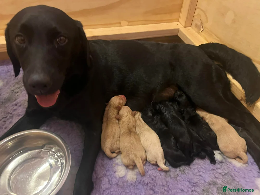 Labrador Retriever dogs for sale: Labrador puppies - Advert 12