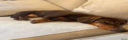 Dachshund dogs for sale: Rosie- brown dachshund  in Reading - Advert 2