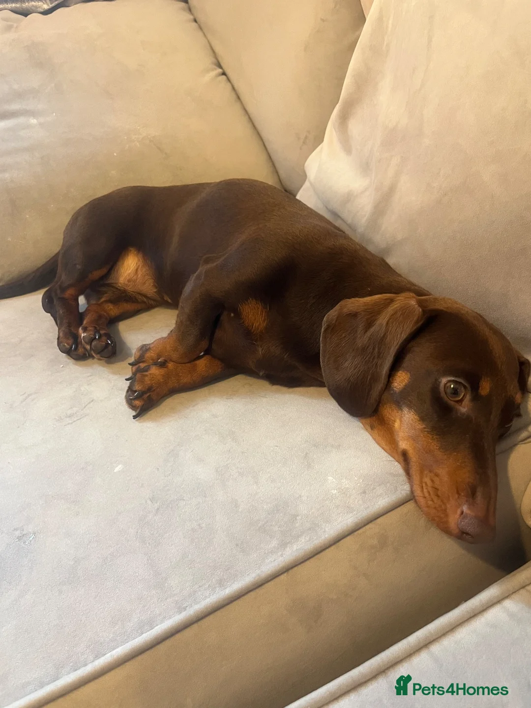 Dachshund dogs for sale: Rosie- brown dachshund  in Reading - Advert 2