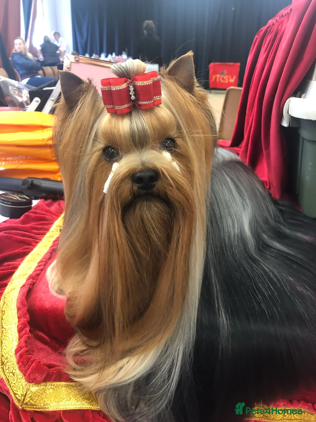 Yorkshire Terrier dogs for stud: Stunning UK champion small stud dog DNA tested in Rotherham - Advert 16