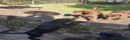 Labrador Retriever dogs for sale: Adorable KC Reg Labrador puppies  - Advert 9