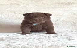 Chow Chow dogs for sale: Exotic colour chowsky puppies for sale  - Image 27