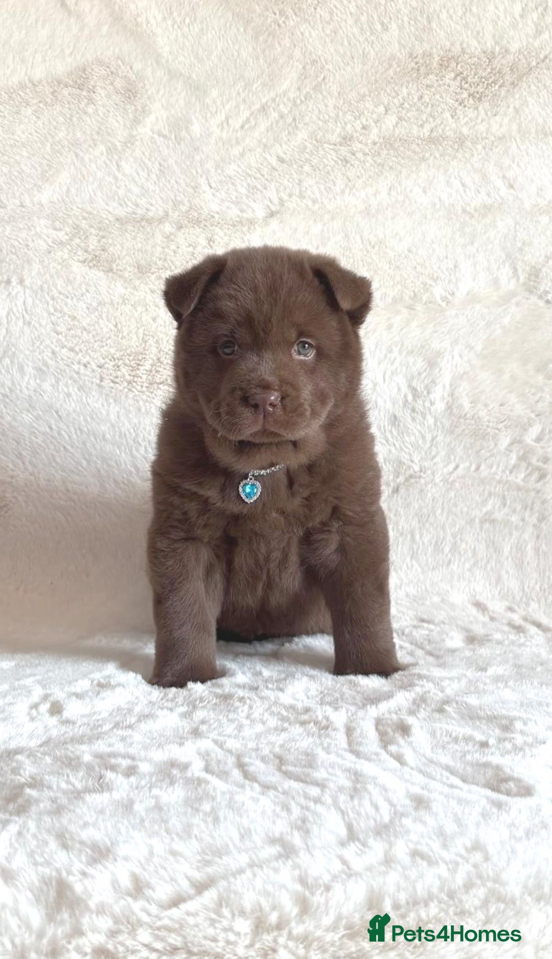 Chow Chow dogs for sale: Exotic colour chowsky puppies for sale  - Image 27