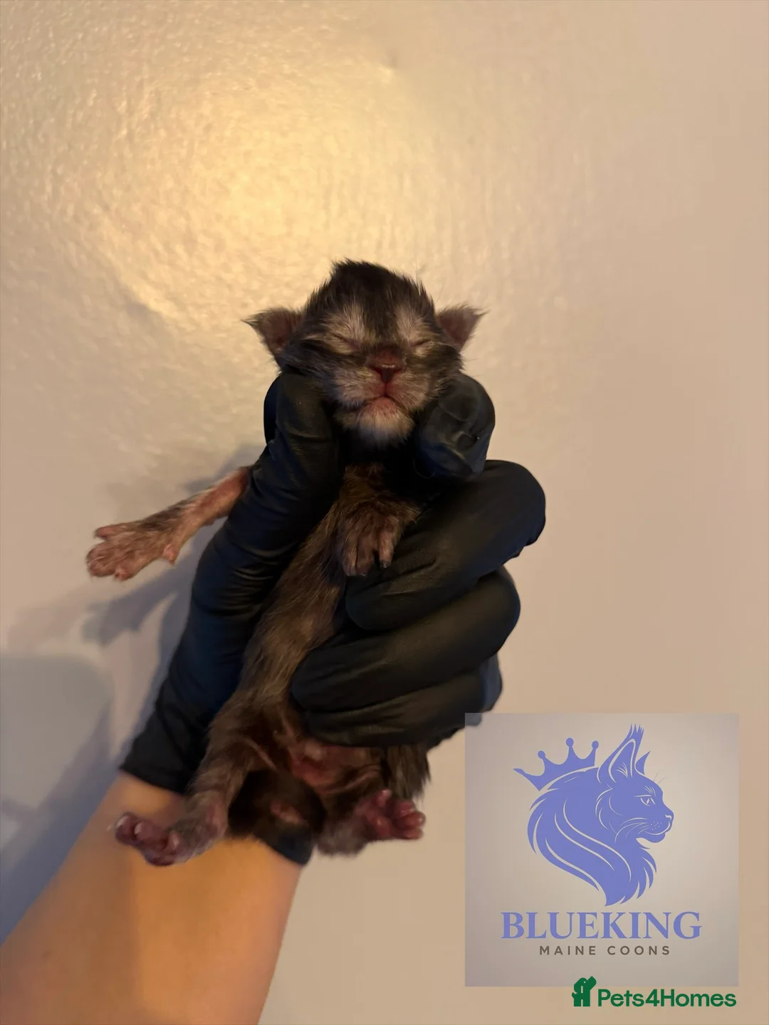 Maine Coon cats for sale: 👑 Stunning pedigree Maine coon kittens 👑  - Advert 8