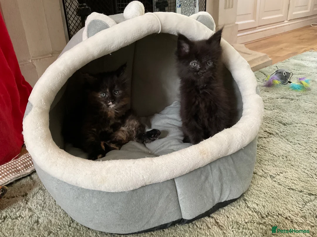 Maine Coon cats for sale: Maine Coon Kittens 2 males  - Advert 1