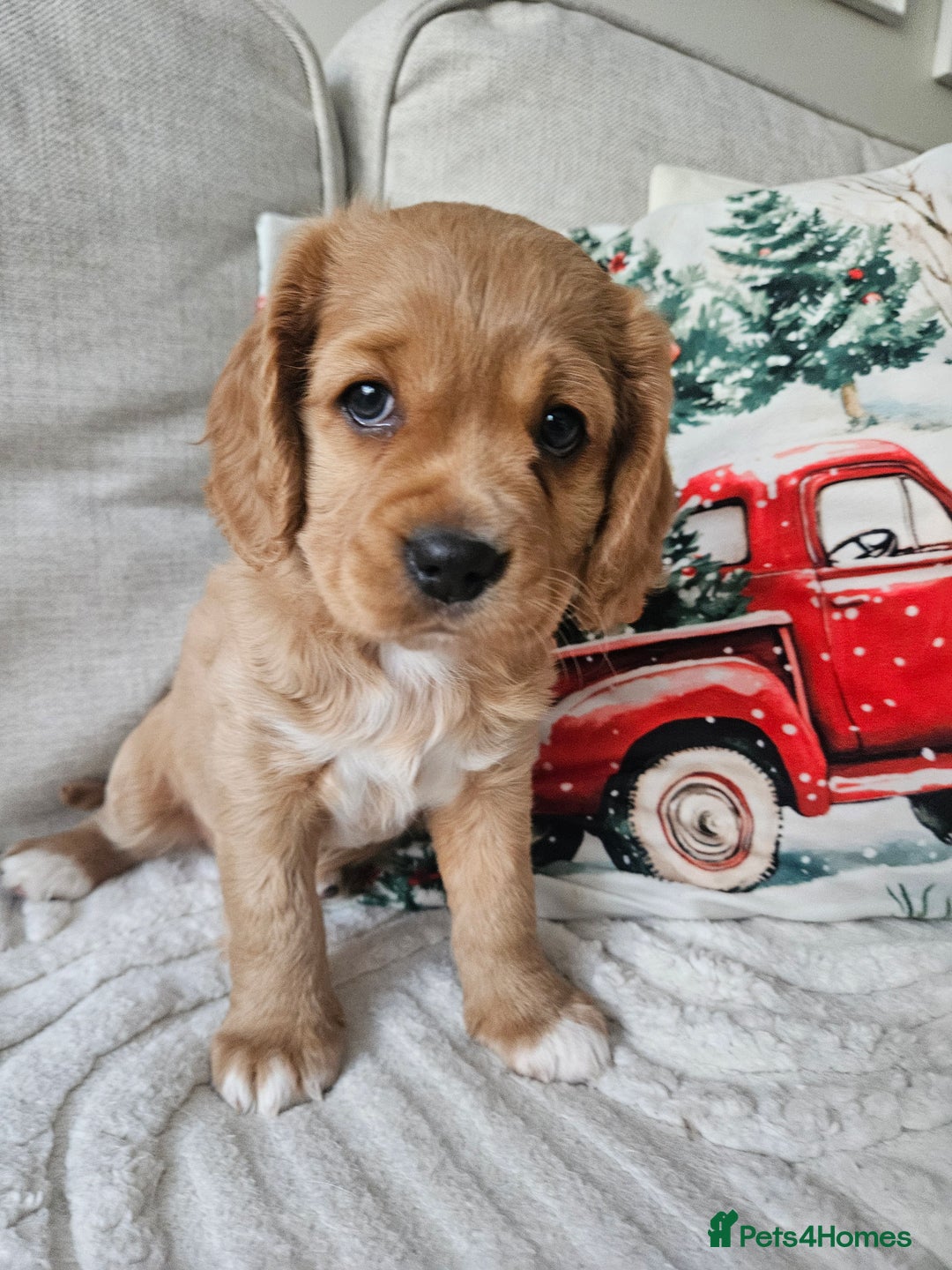 Mixed Breed dogs for sale: Cavapoo girl Ready for forever home - Advert 39