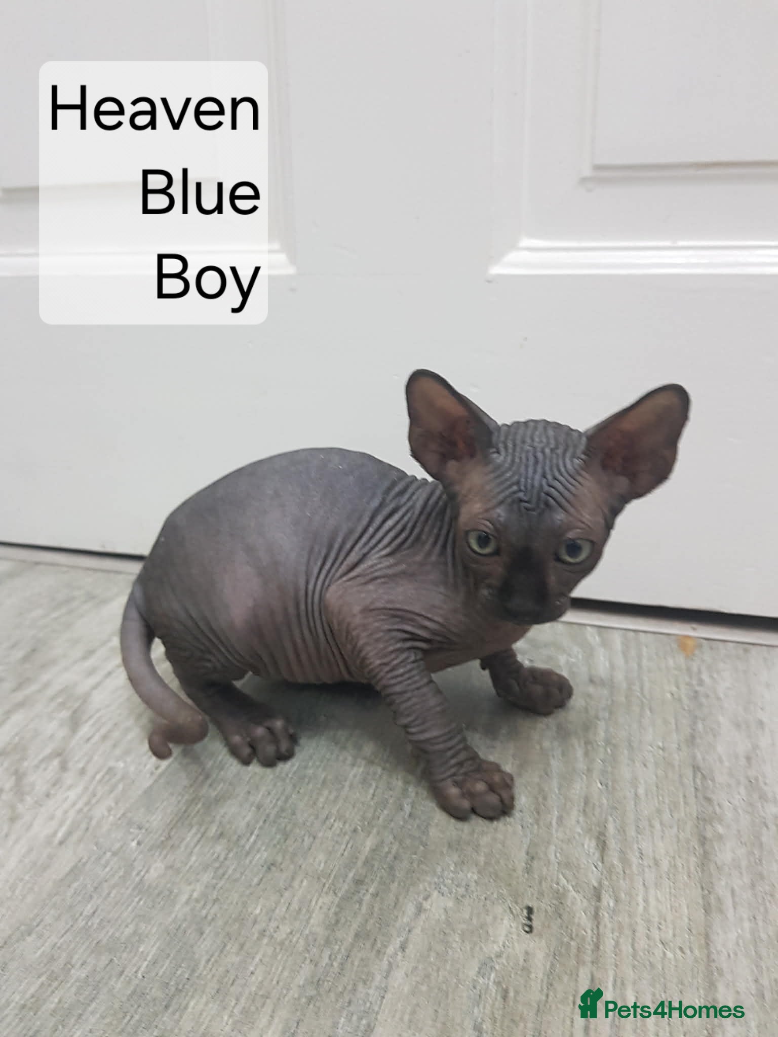 Sphynx cats Quality Tica candian sphynx kittens - Advert 1