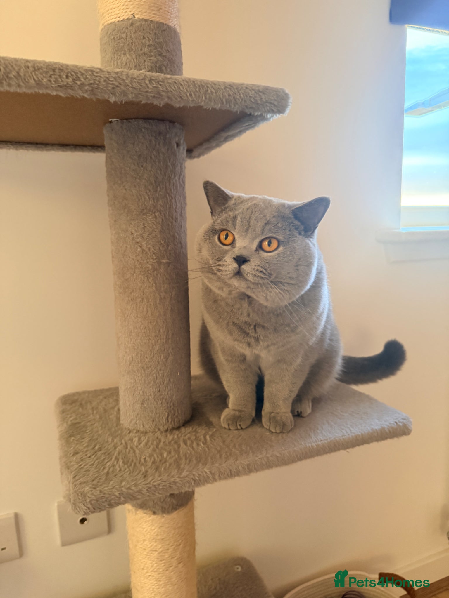 British Shorthair cats ✨ BSH Blue Carrier of Cinnamon and Fawn 🐾👑 - Advert 6
